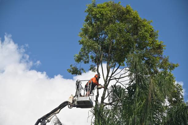 Best Utility Line Clearance  in Chesapeake Ranch Estates, MD